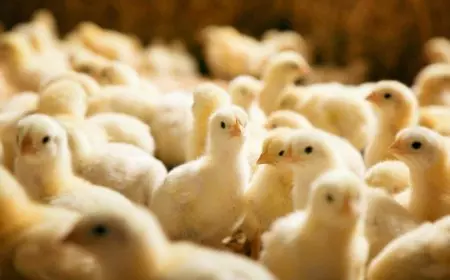 سعر الكتكوت الأبيض اليوم عمر يوم في جميع الشركات والأسواق للمستهلك الثلاثاء 21 يناير 2025