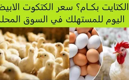 سعر الكتكوت الأبيض اليوم عمر يوم بجميع الشركات في مصر الثلاثاء 25 فبراير 2025