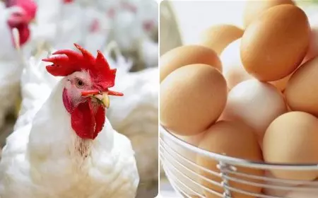 الكتكوت بكام؟.. أسعار الكتاكيت والفراخ اليوم الأربعاء 22 يناير 2025 في مزرعة الدواجن والأسواق للمستهلك