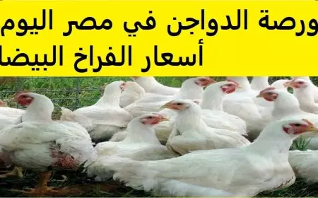 اسعار الفراخ البيضاء اليوم بورصة الدواجن المصرية السبت 1 فبراير 2025 وسعر كرتونة البيض في المحلات