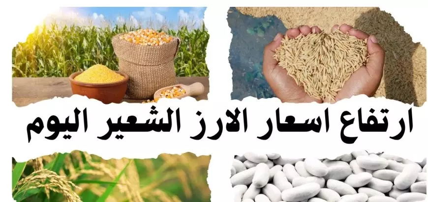 سعر طن الأرز الشعير اليوم الاثنين 13 يناير 2025 أسعار السلع الاستهلاكية في الاسواق والمحلات