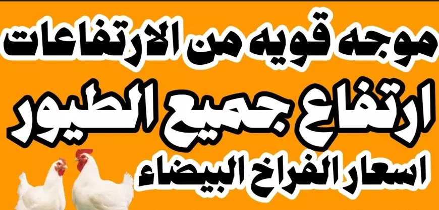 بورصة الدواجن اسعار الفراخ البيضاء اليوم الأحد 19 يناير 2025 سعر الكتكوت الابيض واخر سعر كرتونة البيض