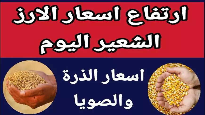 رفيع وعريض الحبه.. سعر طن الأرز الشعير اليوم الجمعة 21 فبراير 2025 اسعار الارز في السوق المحلي