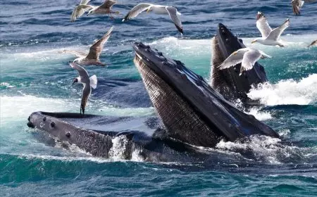 حوت يبتلع شابًا.. مشهد رعب أشبه بأفلام الأكشن