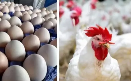 أسعار الدواجن والبيض اليوم الأحد 16 فبراير 2025 في المزرعة والأسواق