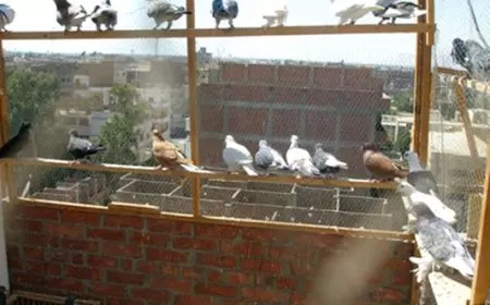 طبيب يحذر من تربية الحمام.. تسبب التليف الرئوي