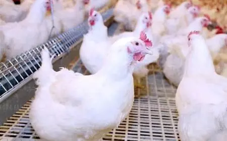 بورصة الدواجن تعلن أسعار الفراخ والبيض اليوم الثلاثاء بعد التحرك الأخير