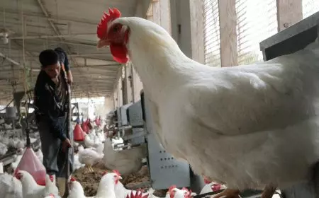 أسعار الدواجن والبيض اليوم الأربعاء في الأسواق بعد التراجع الأخير