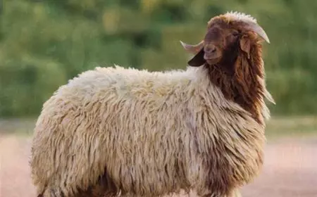 لماذا تم منع الأضاحي في المغرب؟.. تفاصيل قرار محمد السادس