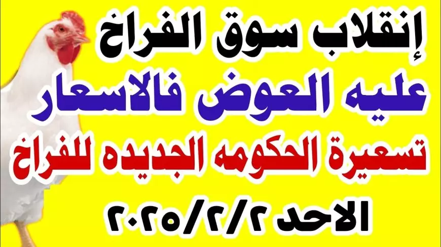 بورصة الدواجن اليوم اسعار الفراخ البيضاء الاحد 2 فبراير 2025 أسعار الكتاكيت اليوم