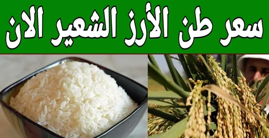 رفيع والعريض الحبه.. سعر طن الأرز الشعير اليوم الأربعاء 12 فبراير 2025 اسعار الارز في الاسواق للمستهلك