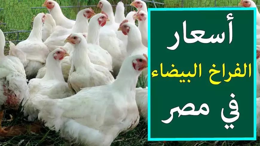 أسعار الفراخ البيضاء اليوم الأحد.. تحديث جديد لـ كيلو الأبيض