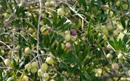 شعبة المواد الغذائية: مصر تعزيز مكانتها العالمية في إنتاج وتصدير الزيتون