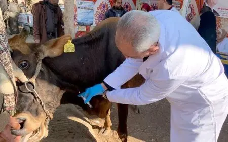 الخدمات البيطرية: تنفيذ 459 قافلة علاجية مجانية بـ350 قرية لدعم الثروة الحيوانية
