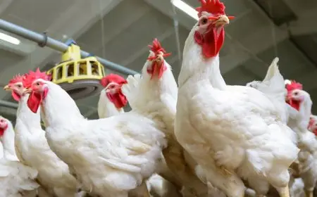 أسعار الدواجن البيضاء اليوم الخميس 27 مارس 2025 في الأسواق