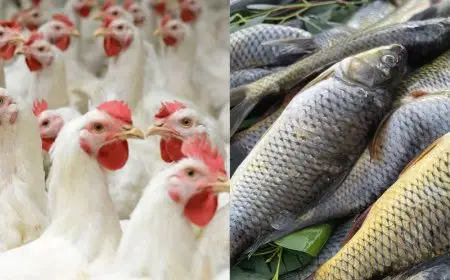 أسعار الأسماك اليوم السبت في سوق العبور.. البطلي بـ 70 جنيهًا