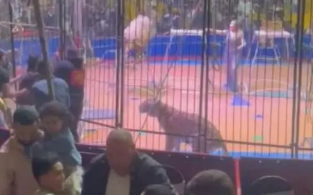 هل فعلاً الأسد كان جعان.. تفاصيل صادمة عن حادث السيرك في طنطا