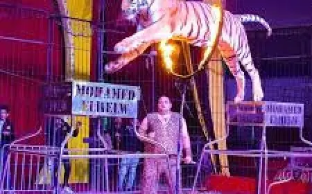 هل تُخدَّر الأسود قبل عروض السيرك؟