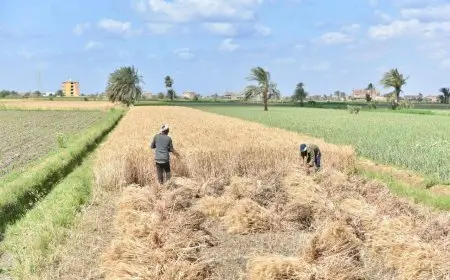 التموين تعلن عن سعر توريد أردب القمح المحلي بـ2200 جنيه للموسم الحالي