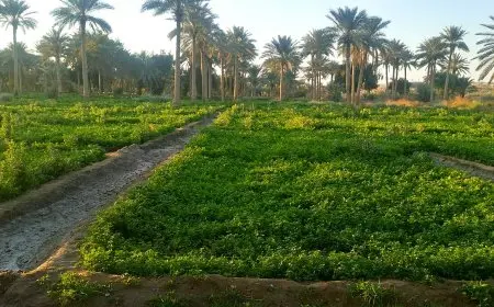 الري تنفي أنباء غمر أراضٍ زراعية بالمياه وتلف بعض المحاصيل