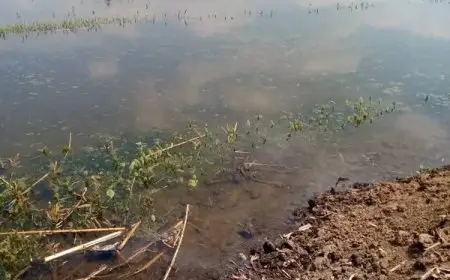 مملوكة للدولة.. الري تكشف تفاصيل غرق 20 فدانًا من أراضي طرح النهر في المنوفية