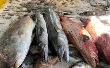 أسعار الأسماك ليوم الخميس.. البلطي يبدأ من 70 جنيهًا