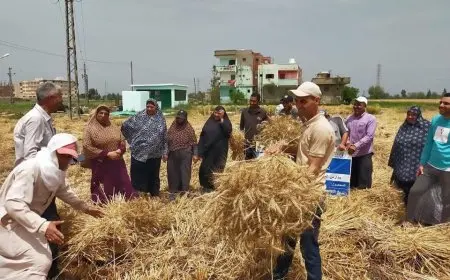 مدبولي: بدأنا موسم توريد القمح قبل 3 أيام والنتائج واعدة