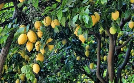 شعبة الخضار والفواكه تحدد موعد هبوط أسعار الليمون