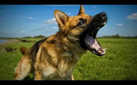 اعتداء على محصل تذكرة ترام باستخدام كلب شرس في الإسكندرية.. تفاصيل الحادث