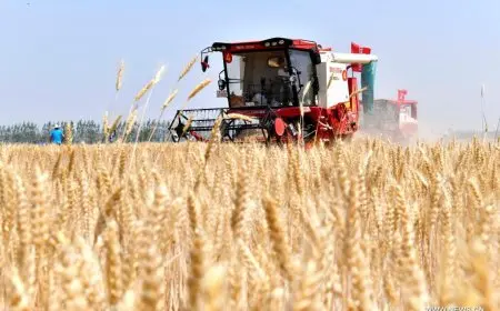 الأزهر للفتوى يوضح أحكام زكاة القمح خلال موسم الحصاد