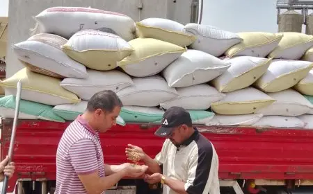 توفير 2000 طن من القمح في الأسبوع الأول من موسم التوريد بالجيزة