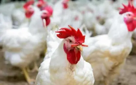 أسعار الدواجن اليوم الجمعة: تحديث جديد لأسعار كيلو الدجاج الأبيض