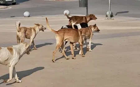 لماذا يزداد انتشار الكلاب الضالة في الشوارع؟ فيديو