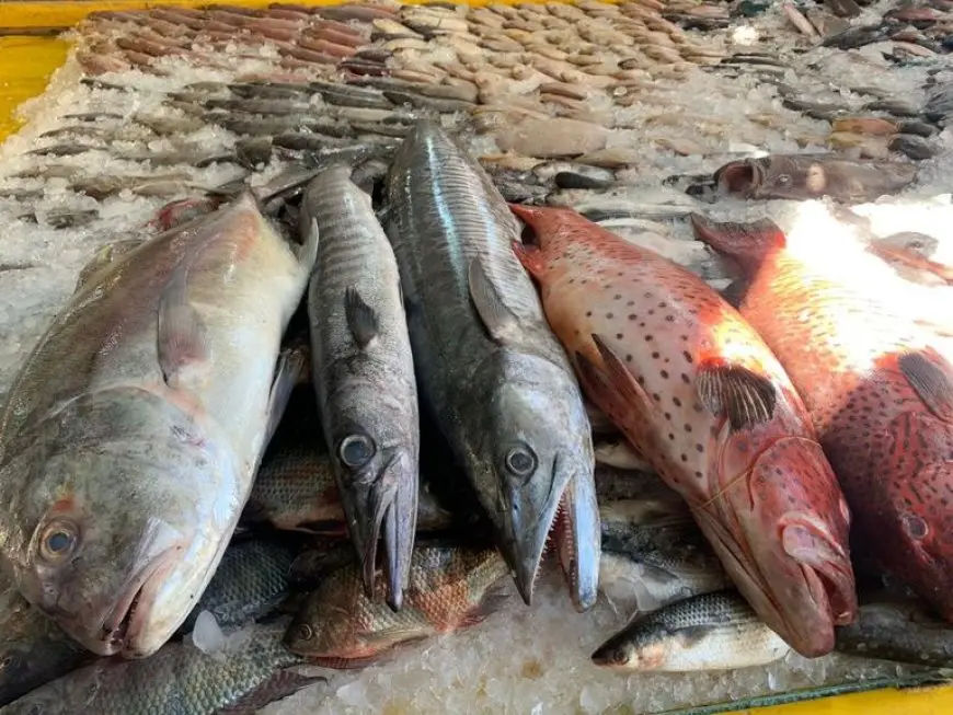 أسعار الأسماك ليوم الخميس.. البلطي يبدأ من 70 جنيهًا