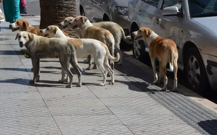 لحماية البيئة.. نقابة الأطباء البيطريين تحذر من رمي الكلاب بشكل عشوائي