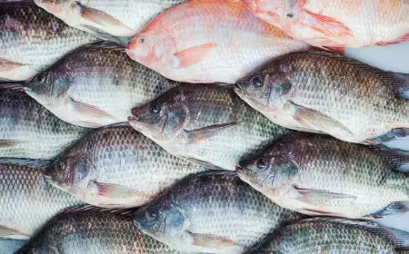 أسعار الأسماك اليوم الخميس: البلطي يبدأ من 86 جنيهًا