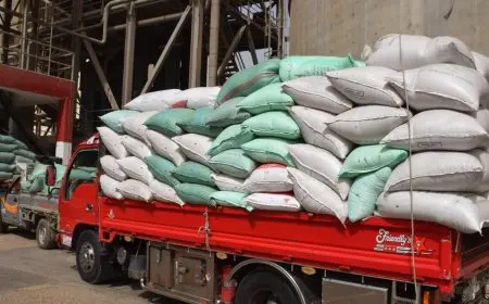 محافظ بني سويف: استلام 40 ألف طن من القمح المحلي منذ بداية موسم التوريد 2025