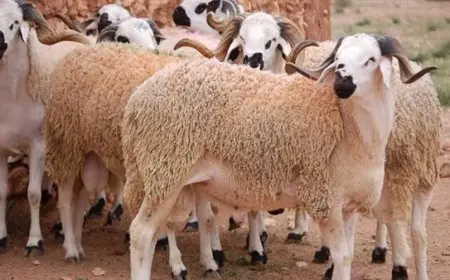 إطلاق حملة صكوك الأضاحي لعام 1446هـ بالتعاون بين الأوقاف والتموين والتضامن