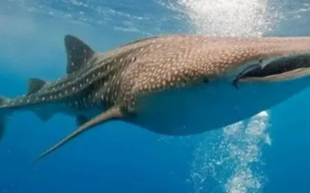 بعد ظهوره في دهب.. وزيرة البيئة توضح: القرش الحوتي لا يشكل تهديدًا للإنسان