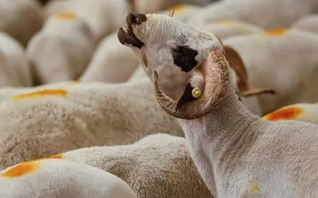 «بركة للمضحي واحتياج للمحتاج».. الأوقاف تطلق مشروع صكوك الأضاحي لعام 2025