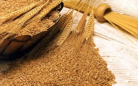 نقيب الزراعيين: نسعى لإنتاج 10 ملايين طن من القمح وتسعير الطن بـ 2200 جنيه