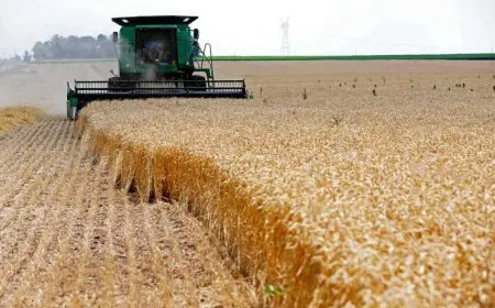 توريد 212 ألف طن قمح بمراكز التخزين والتوريد منذ انطلاق موسم الحصاد بقيمة 2200 جنيه