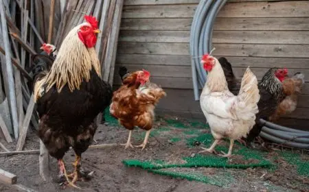 أسعار الدواجن اليوم السبت.. ما هو السعر الحالي للكilo بعد الانخفاض؟