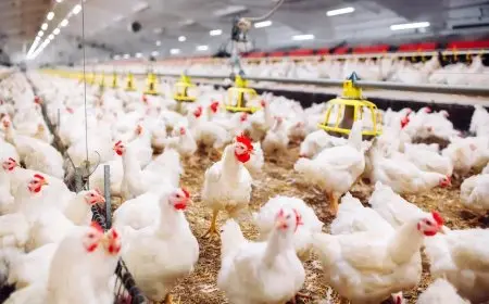 منتجو الدواجن يكذبون شائعة انتشار أمراض وبائية