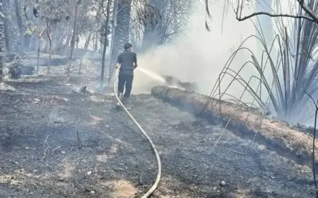 بدون إصابات.. محافظ الوادي الجديد يعلن السيطرة على حريق في مزرعة نخيل بمساحة فدانين