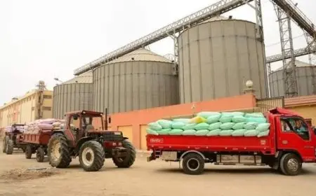 زيادة حصيلة توريد القمح إلى 37 ألف طن في الإسماعيلية