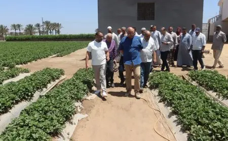 من القليوبية إلى موائد العالم: جولة تفقدية في مزرعة فراولة تعتمد على أحدث التقنيات الحديثة