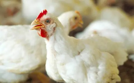 أسعار الدواجن اليوم الخميس.. هل ستشهد زيادة جديدة في الكيلو؟