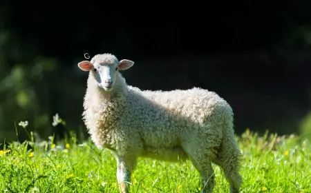 نصائح هامة لاختيار الأضحية المناسبة والابتعاد عن غش التجار