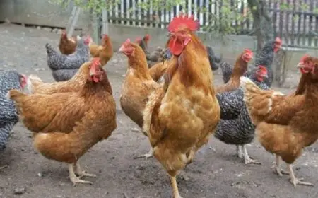 وزير الزراعة يوضح أسباب نفوق الدواجن في الصيف ويطمئن بشأن خلو مصر من الأوبئة